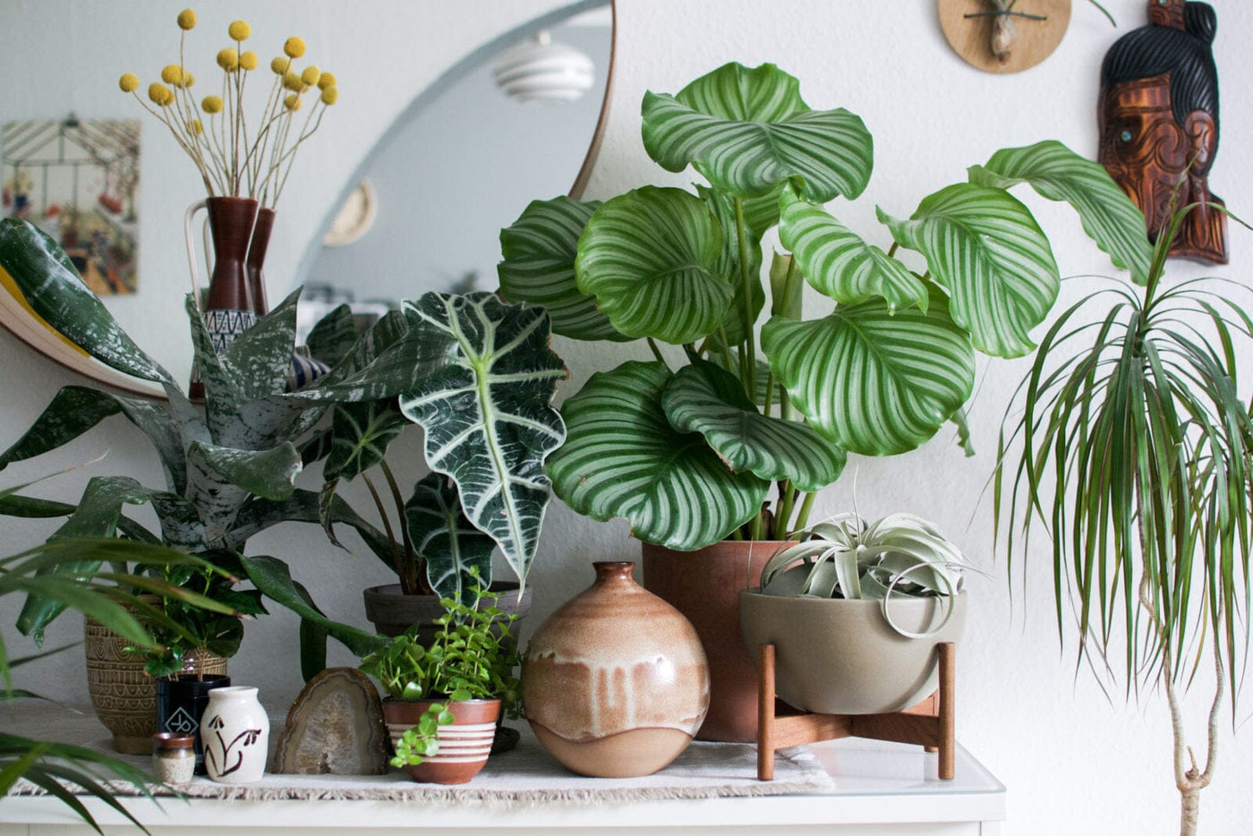 A Forest Weather in the House: Urban Jungle Trend